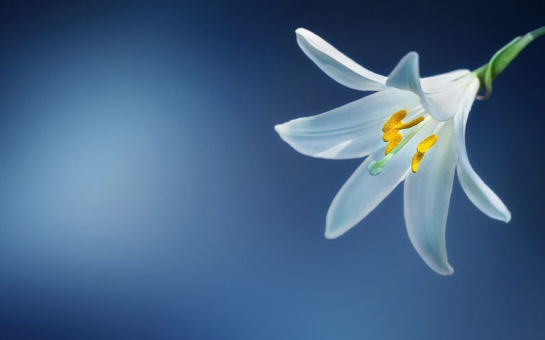 How to Get Top Price for Your Home This Spring