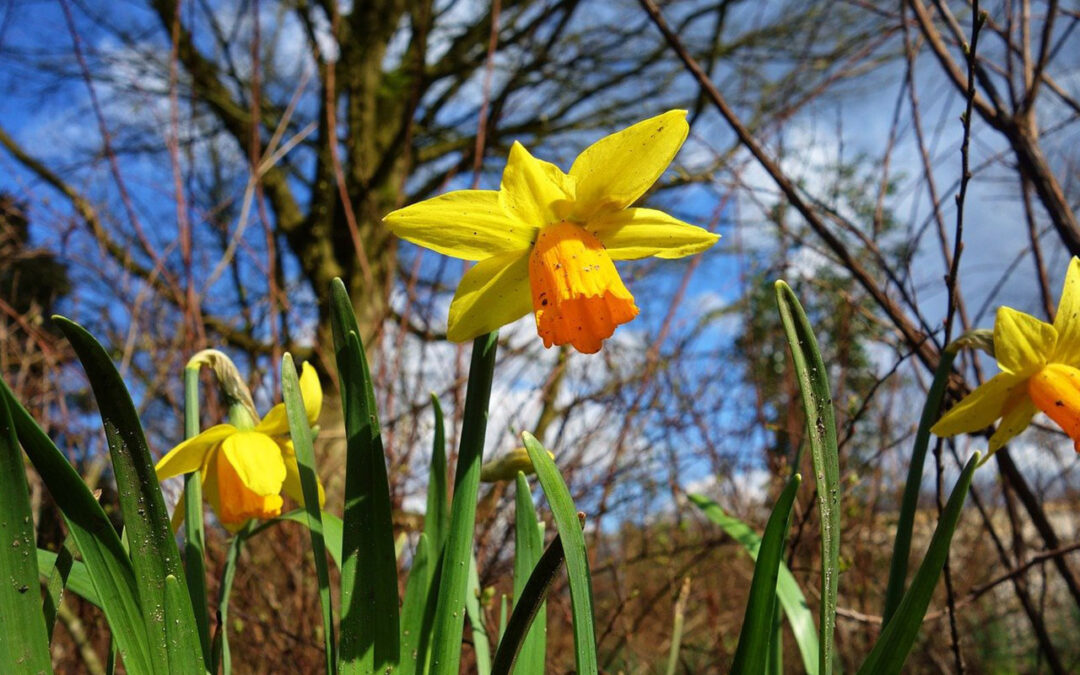 Top Spring Selling Tips for Homeowners